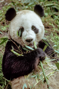 330 Giant Panda, Wolong Reserve, Sichuan Province, China